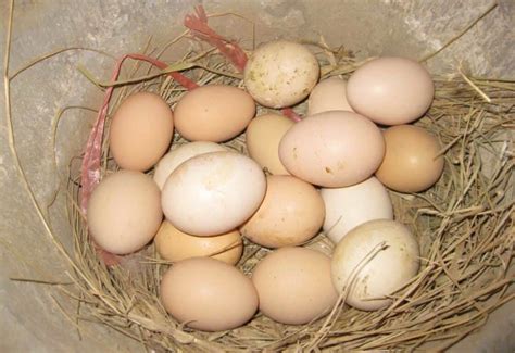 15+ Facts About Fertilized Chicken Eggs