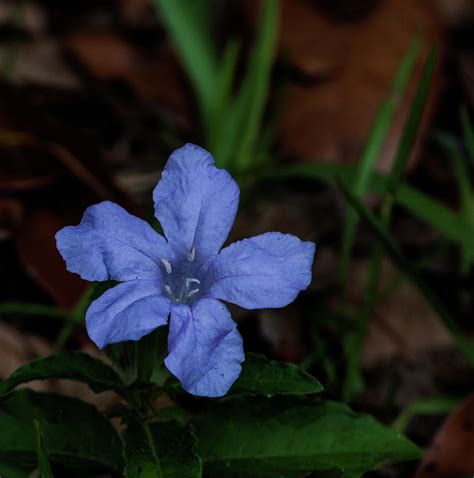 Carolina Wild Petunia Photograph by Norman Johnson - Pixels