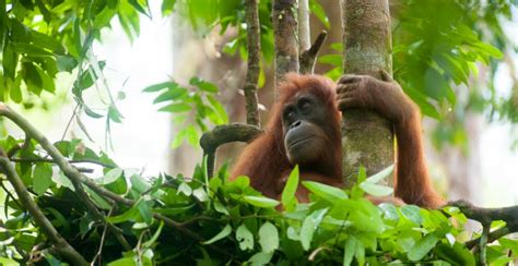 Orangutan in nest Andrew Walmsley SOS - Global Good Awards