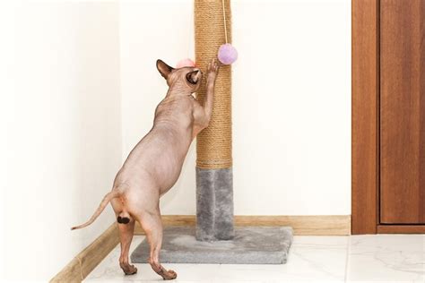 Premium Photo | Sphynx cat scratching and sharpening claws on a special ...