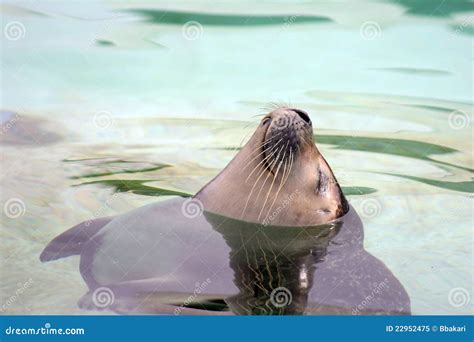 Baby Seal Face Royalty-Free Stock Photography | CartoonDealer.com #73007963