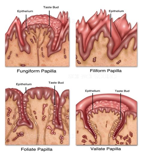 Four Types of Lingual Papilla, Illustr | Stock Image - Science Source ...