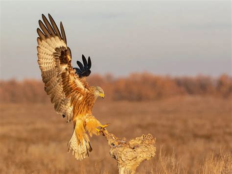 Red Kite Nesting (Behaviour + Location) | Bird Fact