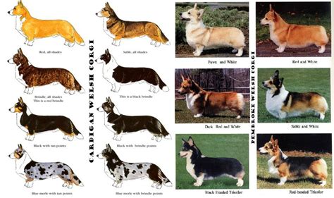 The difference between pedigree Pembroke & Cardigan Welsh Corgi Coat ...