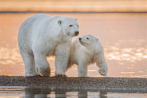 cub, Alaska, polar bears, 1080P, bear, water HD Wallpaper