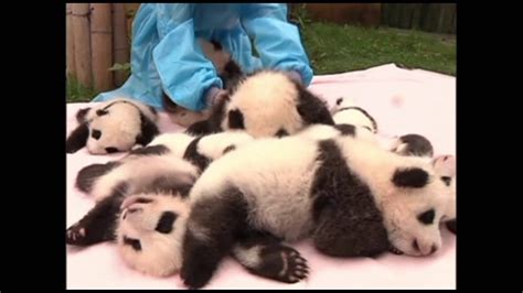 14 Newborn Panda Cubs Meet Visitors - YouTube