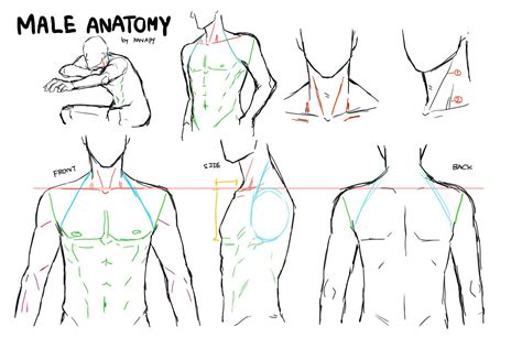 Drawing Male Anatomy, Male Figure Drawing, Anatomy Sketches, Figure ...