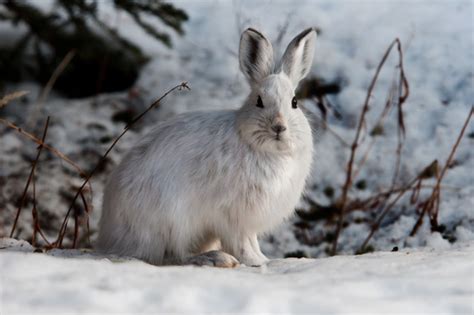 Snowshoe Hare (U.S. National Park Service)