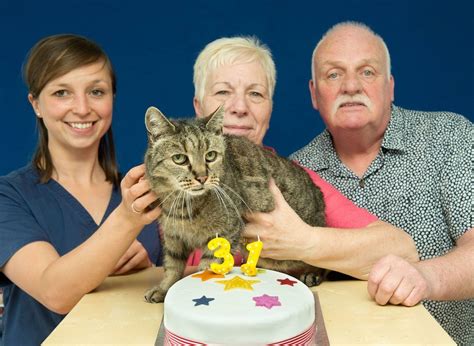 32-year-old Cat Who Found His Humans 27 Years Ago, Left an Incredible ...