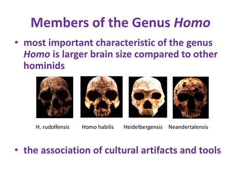 PPT - EARLY HOMINID EVOLUTION: PowerPoint Presentation, free download - ID:1950930