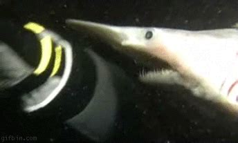 The goblin shark's slingshot jaws are the fastest of any shark species | How it works | Earth ...