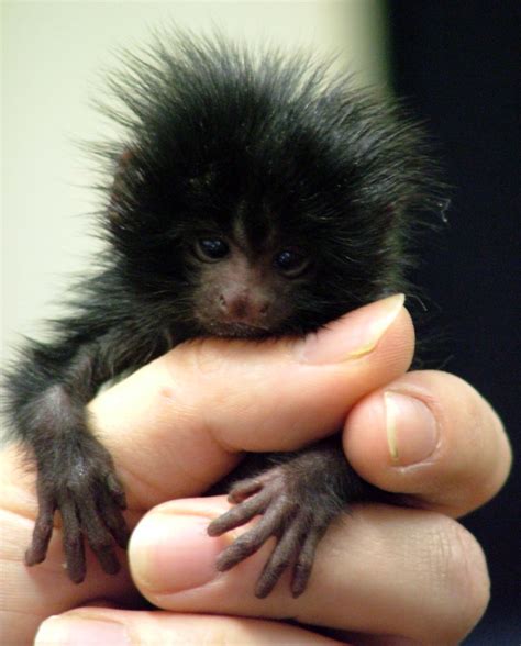 Baby Black Lion Tamarin | Melanistic animals, Cute animals, Animals wild