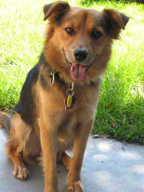 Timmyfan Whispers: Interesting Sheltie-Mixes I Found on the Internet