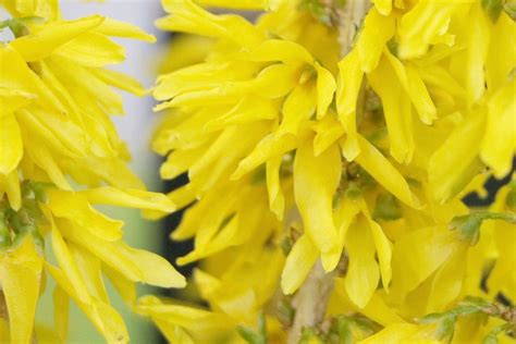 Forsythia Tree - How to Plant and Care for Forsythia Bushes - Plantopedia