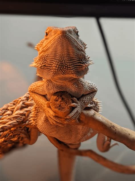 Am Tree Frog... *ribbit* *ribbit* : r/BeardedDragons