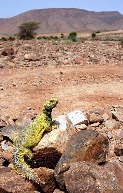 Uromastyx nigriventris in habitat | Uromastyx, Uromastyx lizard, Reptiles pet