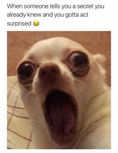 30 Relatable Memes Funny Instagram Memes Funny Dog Me - vrogue.co