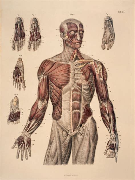 Artist Muscle Anatomy