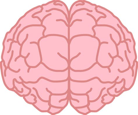 Human Brain Grandparents Brain Transparent Background Png Clipart | Images and Photos finder