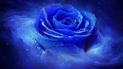 The most beautiful blue roses wallpaper - Rose wallpaper