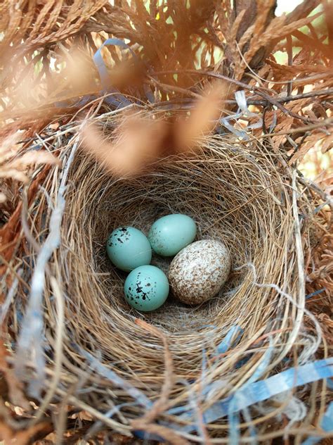 🔥 The Brown-headed Cowbird is a brood parasite, meaning that it lays ...