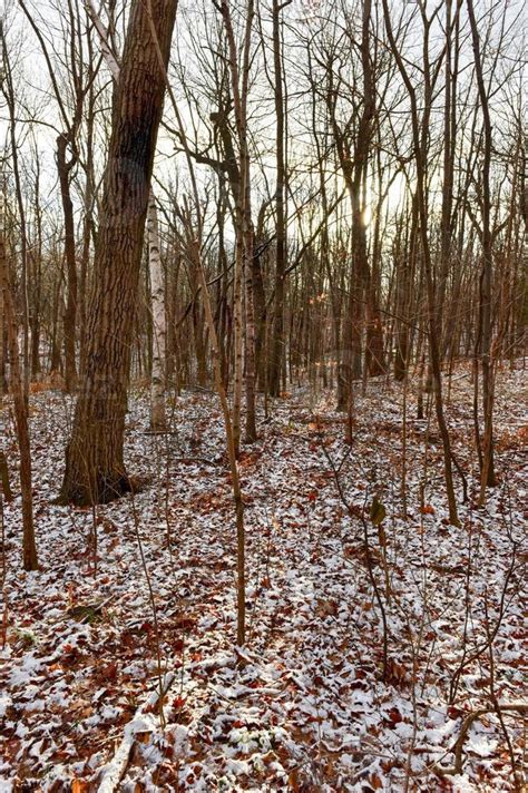 Winter Forest Landscape 15907298 Stock Photo at Vecteezy