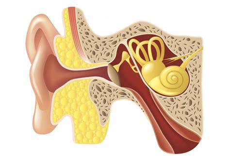 Anatomy Of Ears Popping - Abba Humananatomy