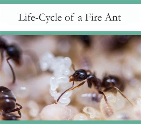 A Fire Ant’s Life Cycle - Lifespan & Reproduction - The Pest Advice