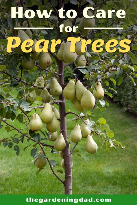 How to Grow Pear Trees in 10 Simple Steps | Planting fruit trees, Pruning fruit trees, Fruit ...