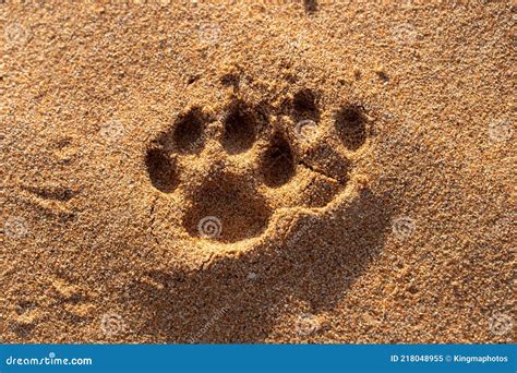 A Close-up of Animal Footprints in the Desert Sand in the United Arab Emirates UAE Stock Image ...