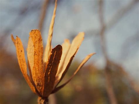 Tulip tree seed 1 Photograph by Tabitha Brown - Pixels