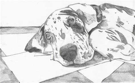 Dalmatian Sketch by InnocentSage on DeviantArt