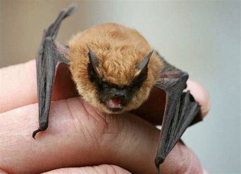 California Bat — Mt. San Jacinto Natural History Association