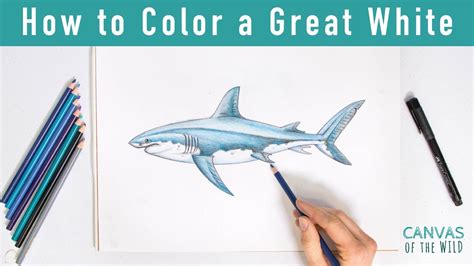 How to Color a Great White Shark with Pencils - YouTube