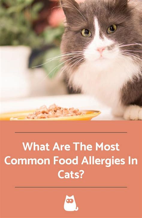 Cat Food Allergies Symptoms - Healthy Cat