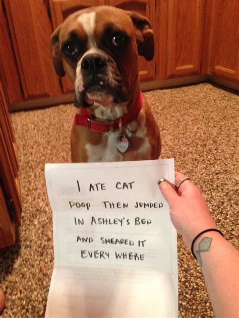 Bad dog | Animal shaming, Dog shaming, Dog shaming funny