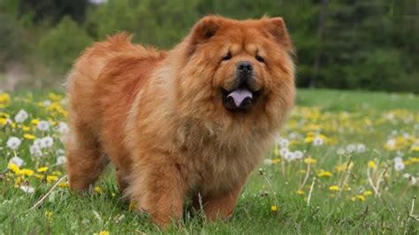 Chow Chow Çin Aslanı | En İnatçı Köpek Irkı - ForumSahane.com | Genel Forum Sitesi | Kültür ve ...