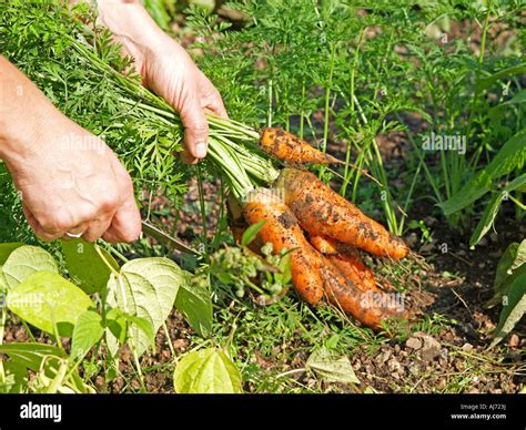 harvesting carrots in garden hand pulling carrots out of soil Stock ...