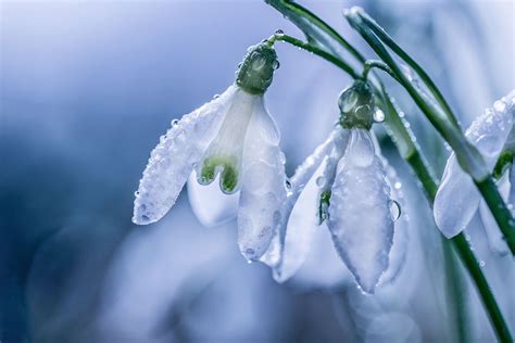 Download Dew Drop Macro Nature White Flower Flower Snowdrop HD Wallpaper