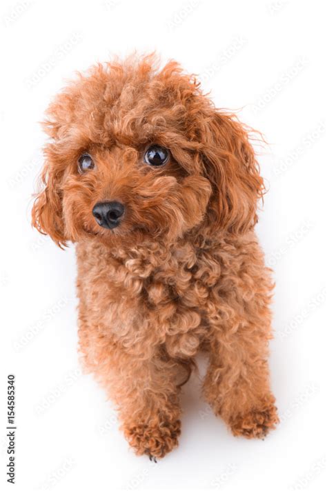 Innocent Cute Puppy Dog With Brown Curly Fur Stock Photo | Adobe Stock