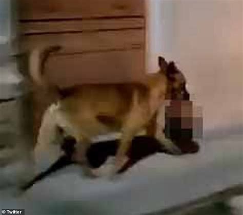 Dog runs down street with HUMAN HEAD in mouth after snatching it from cartel crime scene in ...