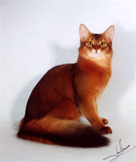 Red Somali Cat - looks like a Fox Amazingly gorgeous | Cat breeds ...