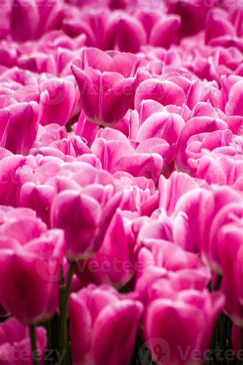 Beautiful Pink Tulips at a Green Garden of Istanbul 705302 Stock Photo ...