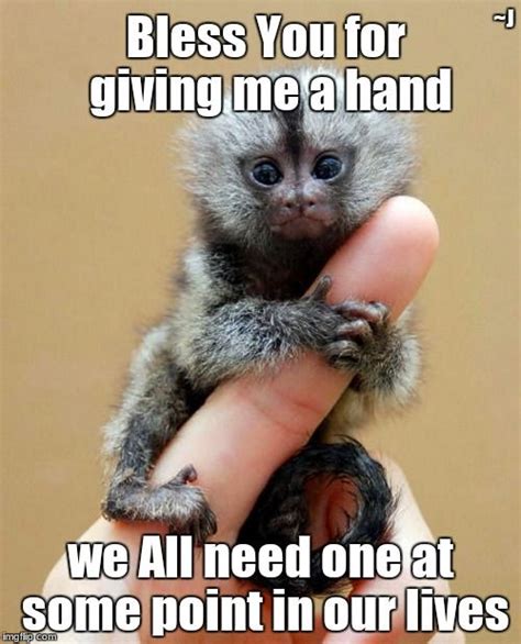 Monkeys Memes Finger Monkey, Tiny Monkey, Pet Monkey, Monkey Doll, Baby ...