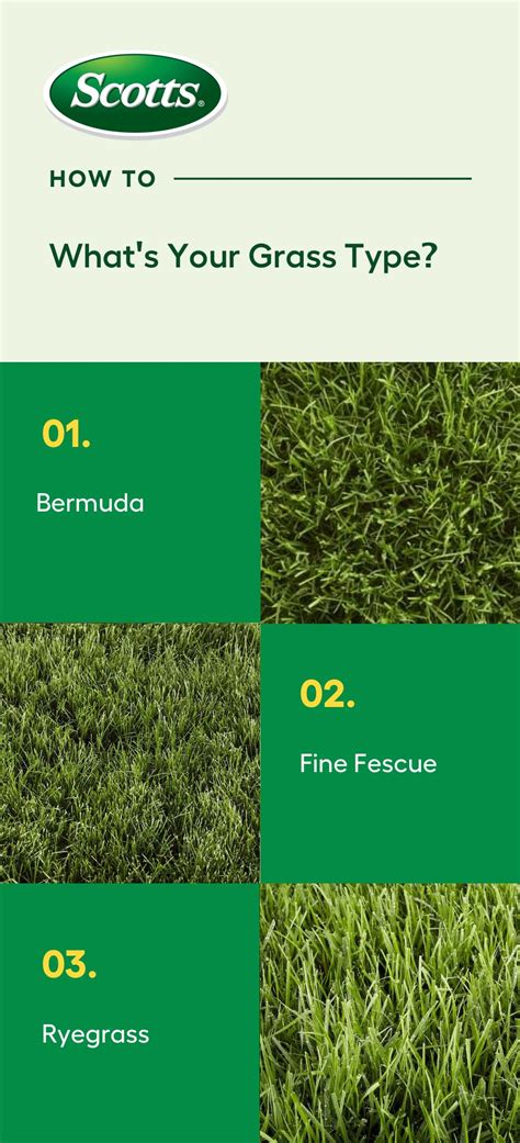 Different turfgrass needs different care. Learn what grass type your lawn is made of and how to ...