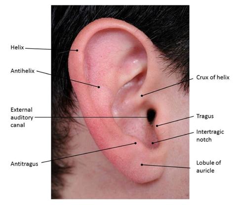 The pinna | Anatomy, Ear anatomy, Chapter