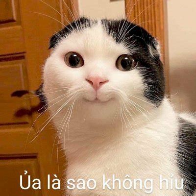 Tải Ảnh Meme Miễn Phí độc đáo - Nhanh Nhất và Dễ Dàng! Click để Tải Ngay!