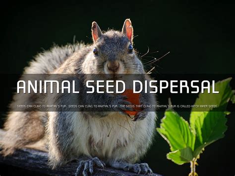 Seed Dispersal by Lori Green