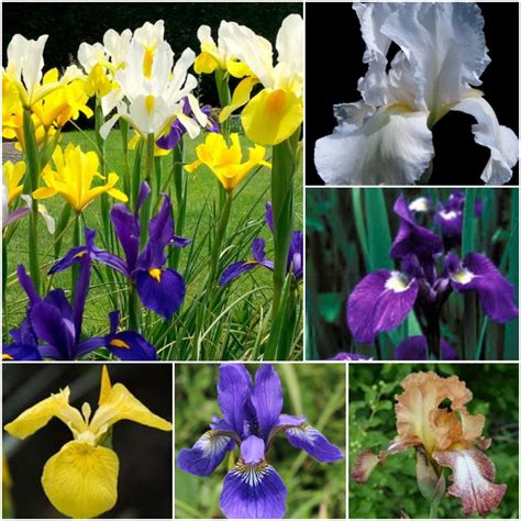 SGardenBay10 Siberian Iris Seeds Iris Mixed Colors Seeds | Etsy