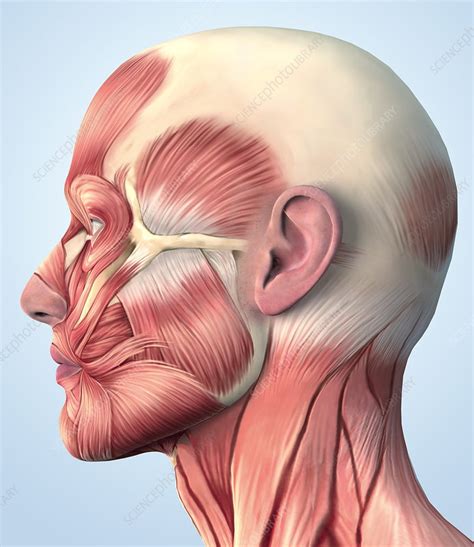 Muscular System Head And Neck